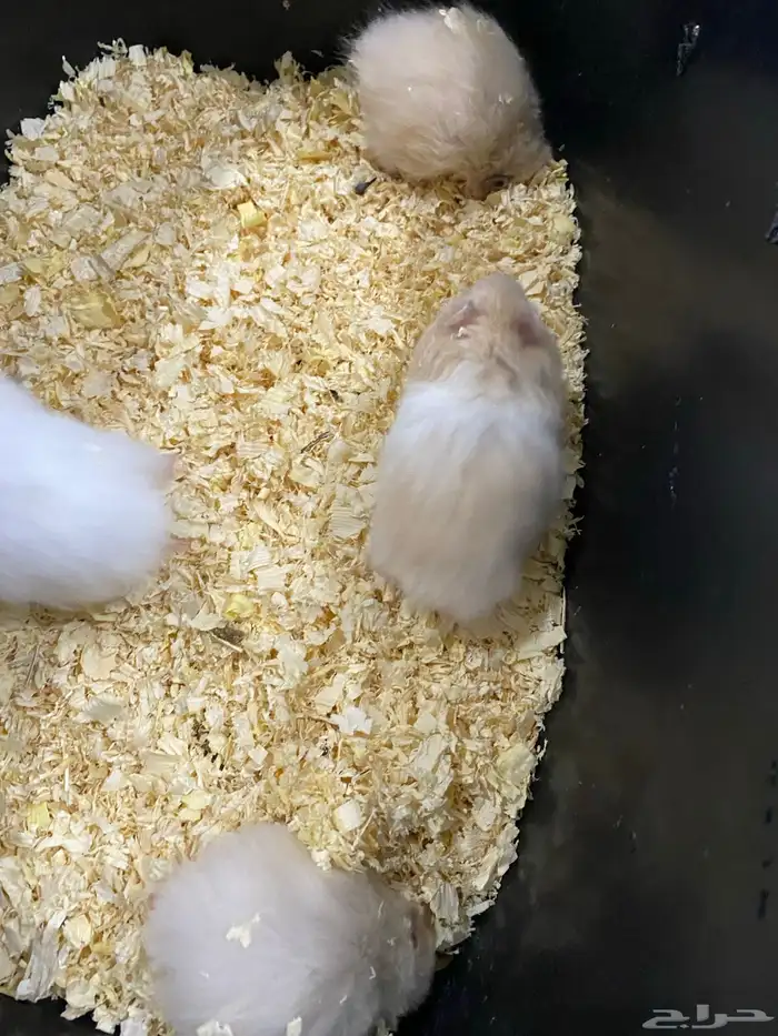 هامسترات للبيع 2