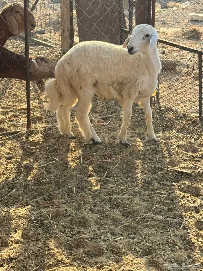 طلي حري تم البيع 1