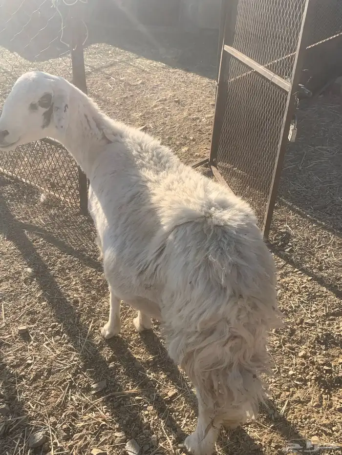 شاه حري دافع 7