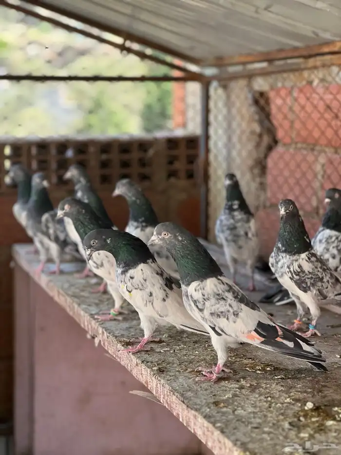 حمام بكستاني قولدن 9