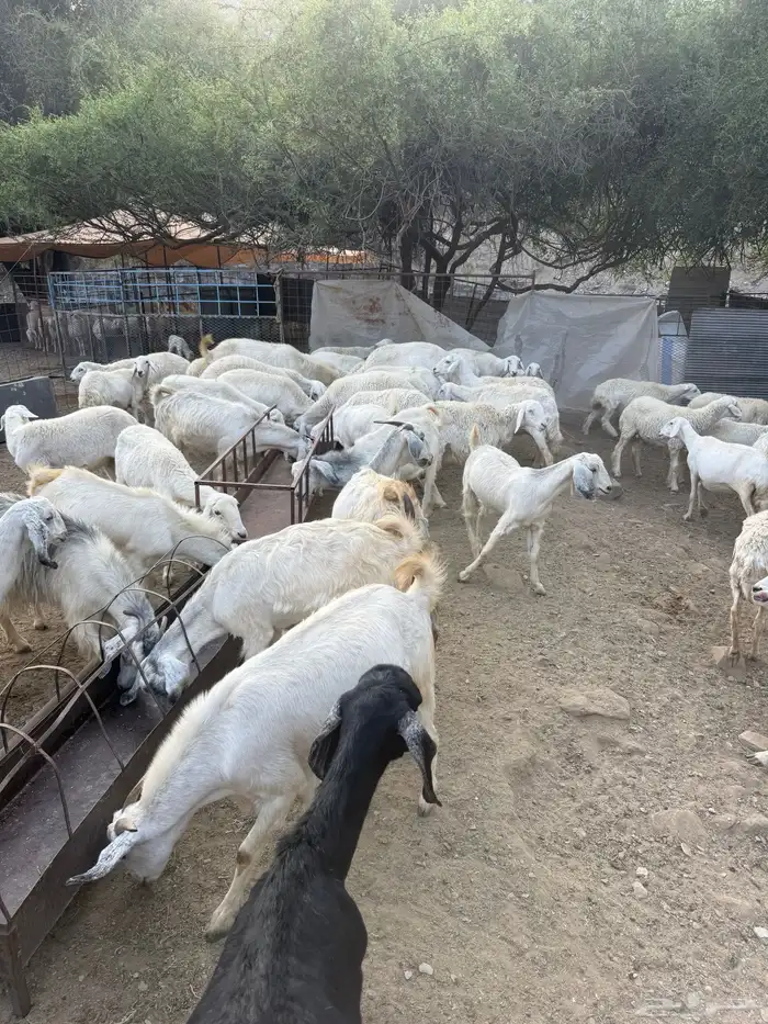 غنم البيع العدد 75 تحتها 8 12