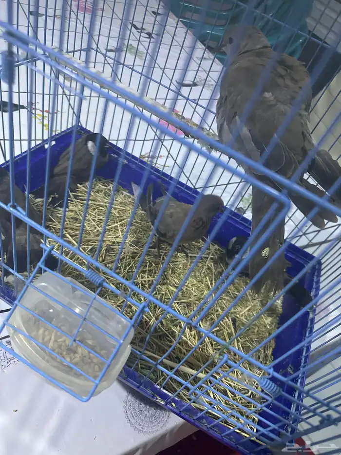 بلبول وحمام 0