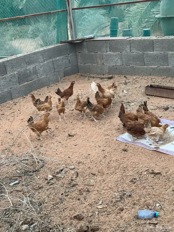 للبيع دجاج بلدي 0