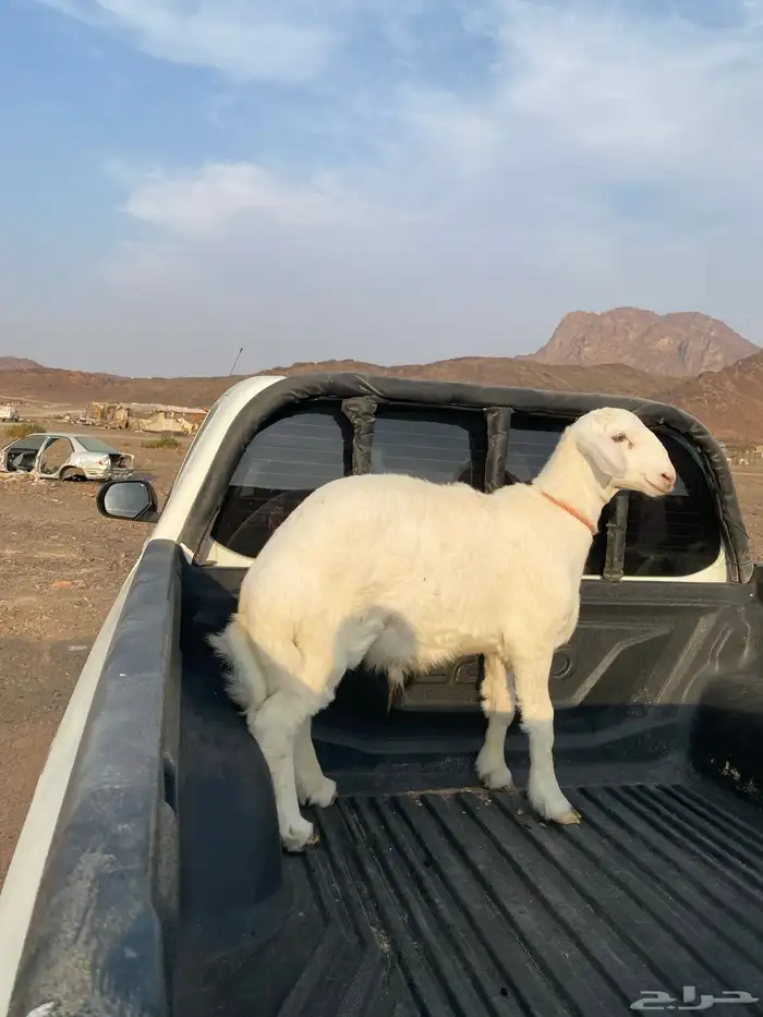 خروف ذبيحه 0