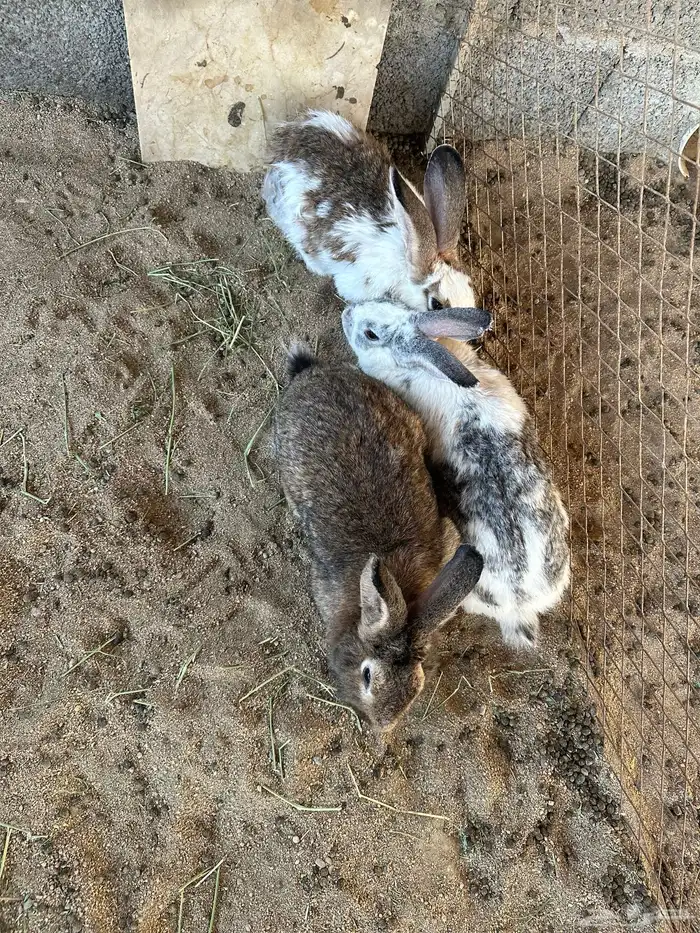 ارانب للبيع 0