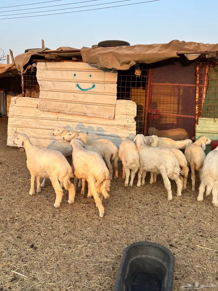 بهم تربيه نظيف 0