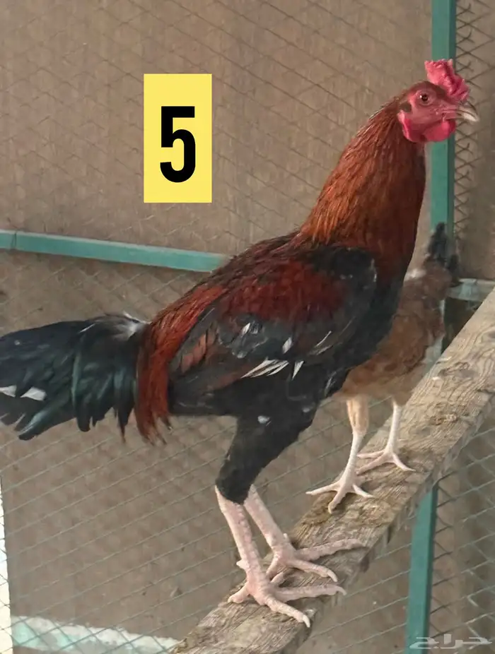 للبيع ديوك باكستاني 4