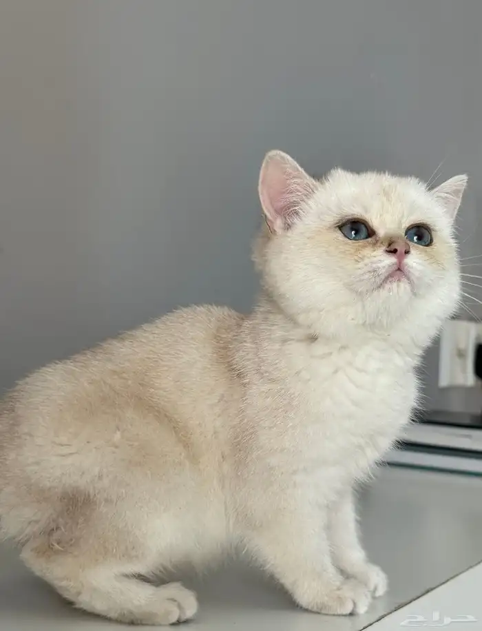 كيتن قطط قطوه قطه قط سكوتش 2