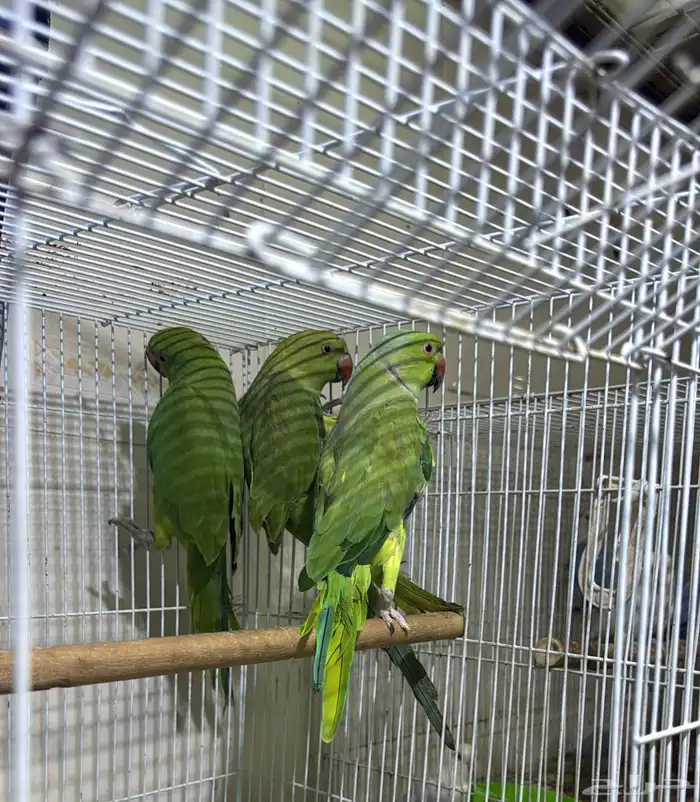 للبيع ببغاء الدرة 0