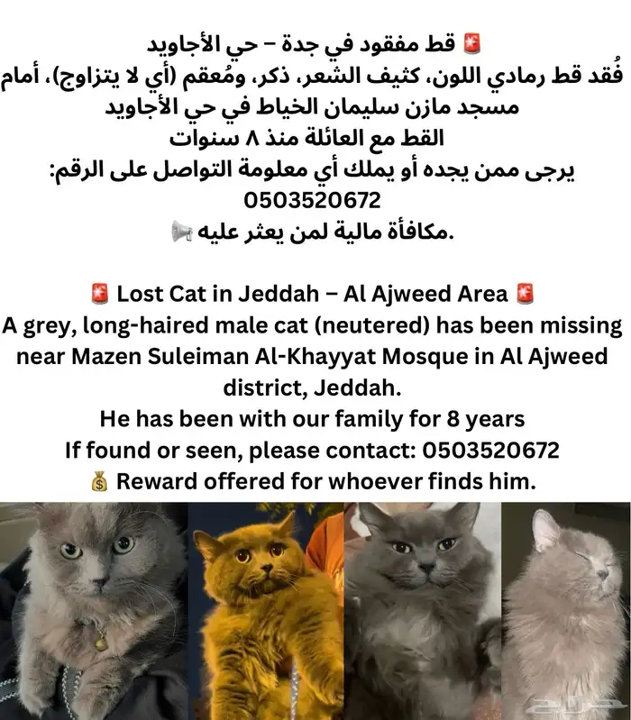 قط ضائع - حي الأجاويد - مكافأة مالية لمن يجده 0
