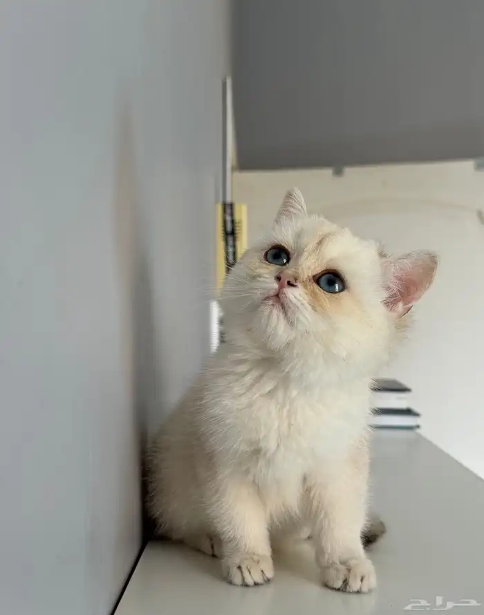 كيتن قطط قطوه قطه قط سكوتش 3