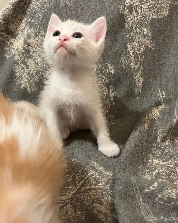 كتن شيرازي برتقالي واسود هجين برتش 9