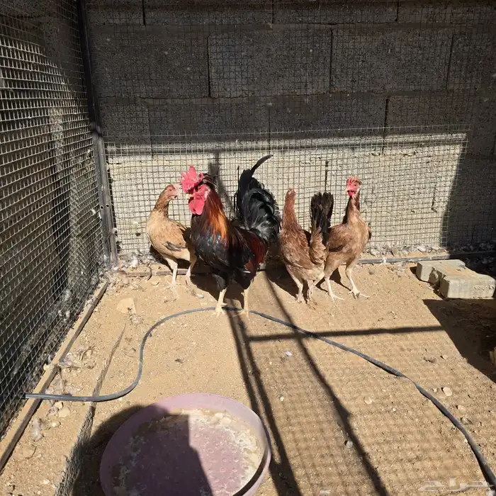 دجاج العربي الاصيل 0