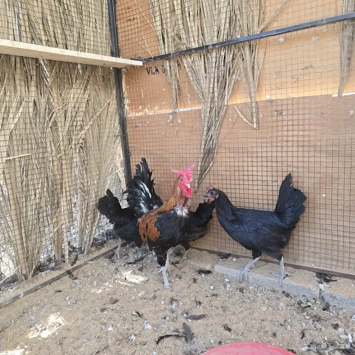 دجاج العربي الاصيل 2