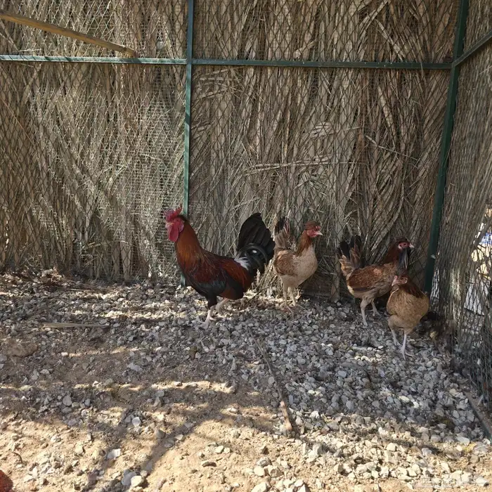 دجاج العربي الاصيل 3