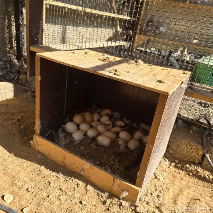 دجاج العربي الاصيل 1