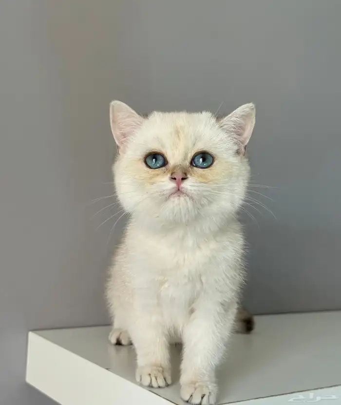 كيتن قطط قطوه قطه قط سكوتش 4