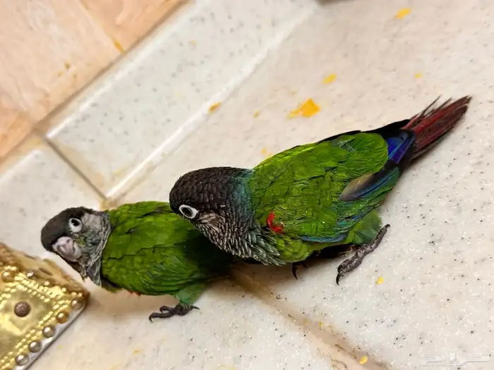 ببغاء كونيور 0