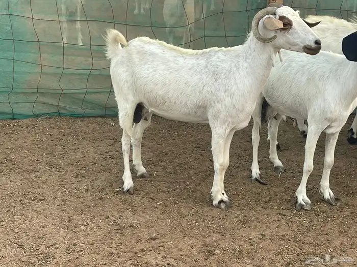 للبيع معزاء جنوبيات دفيع مشاءالله تبارك الله 3