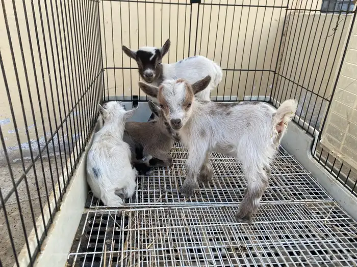 صغار ماعز قزم بيور(أناث) 3