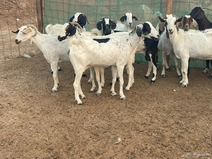 للبيع معزاء جنوبيات دفيع مشاءالله تبارك الله 4