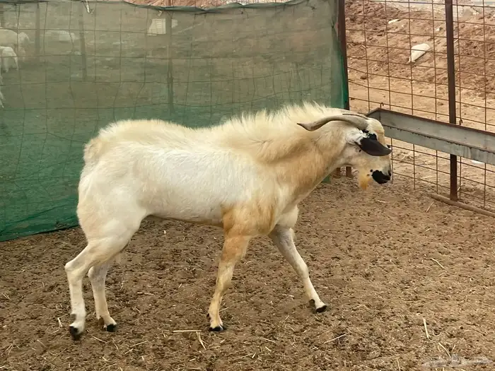 للبيع معزاء جنوبيات دفيع مشاءالله تبارك الله 8