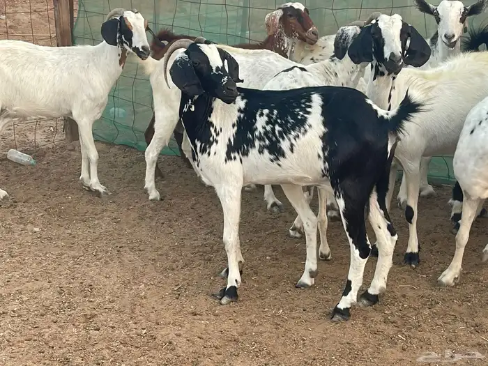 للبيع معزاء جنوبيات دفيع مشاءالله تبارك الله 0