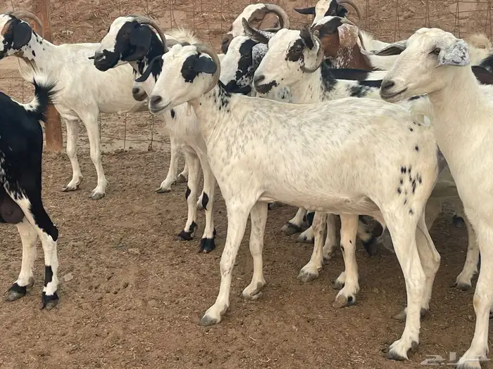 للبيع معزاء جنوبيات دفيع مشاءالله تبارك الله 5