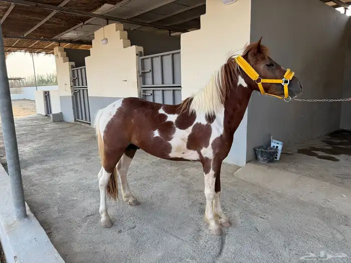 بوني للبيع 2