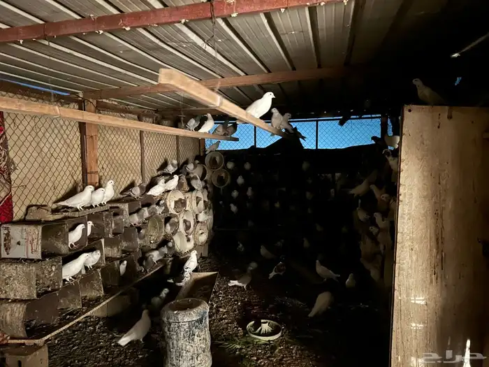 حمام سلفر وفرنسي وعادي الذيبيه 0