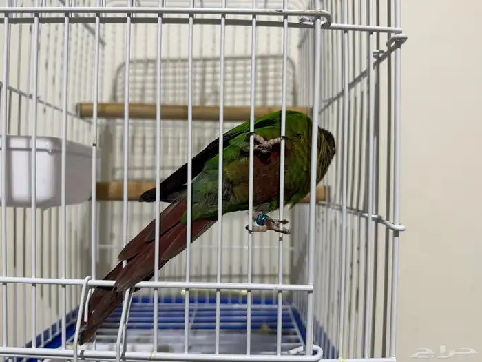 كنيور قرين شك 4