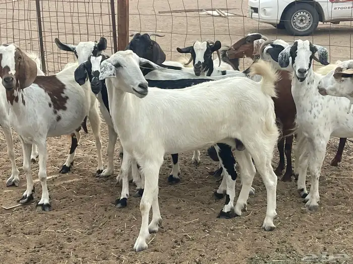 للبيع معزاء جنوبيات دفيع مشاءالله تبارك الله 1