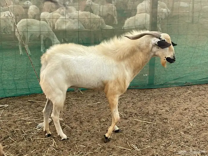 للبيع معزاء جنوبيات دفيع مشاءالله تبارك الله 9