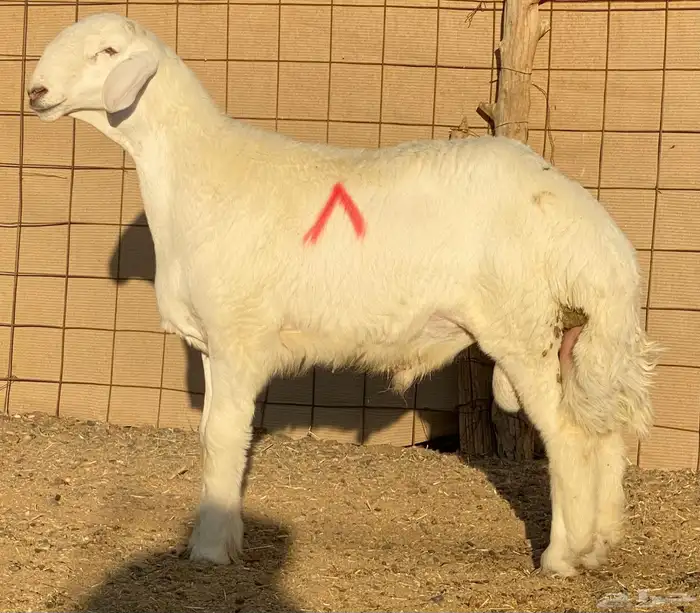 مشاريع فحول حريه صنف الصنف درجه اولى 1