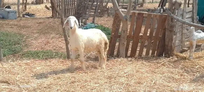 رخال مهجن حري من 650 ريال 4