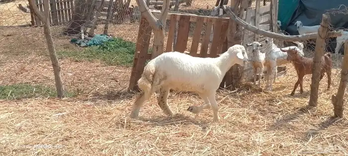 رخال مهجن حري من 650 ريال 5