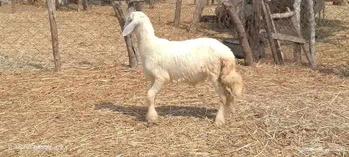 رخال مهجن حري من 650 ريال 6