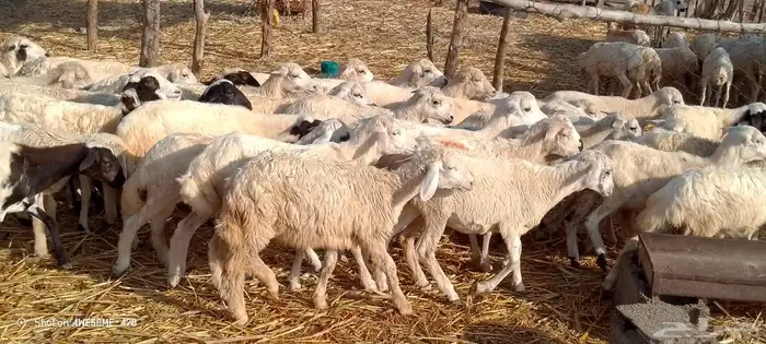 رخال مهجن حري من 650 ريال 3