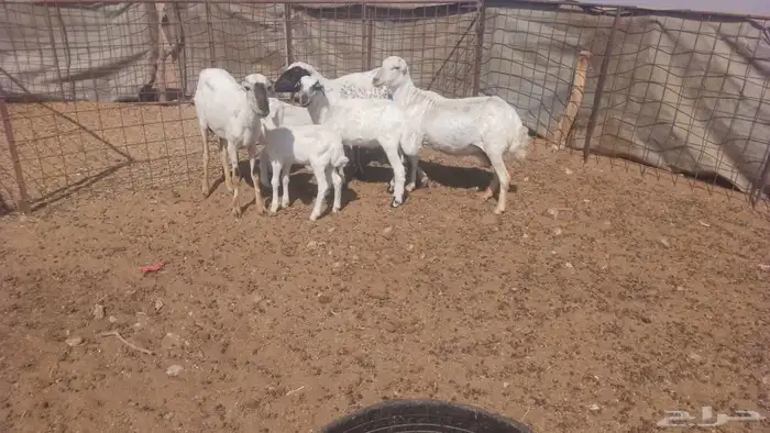 رفيديات ولد 3 معهن 4 0