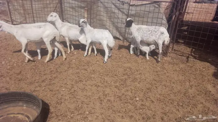 رفيديات ولد 3 معهن 4 3