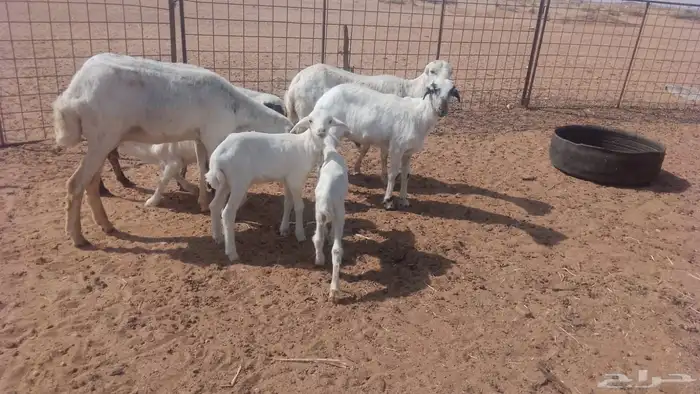 رفيديات ولد 3 معهن 4 1