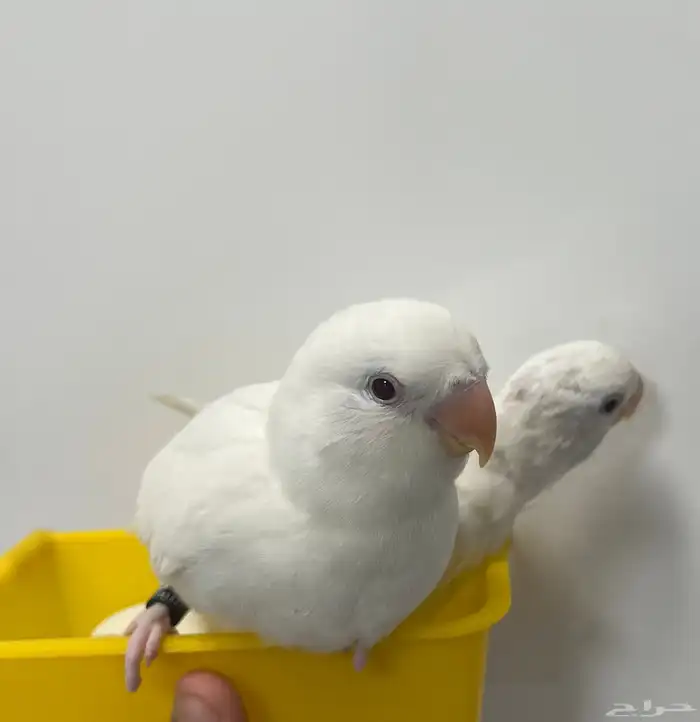 فروخ روز الابينو ذكية مدربة على خدع والحيل 0