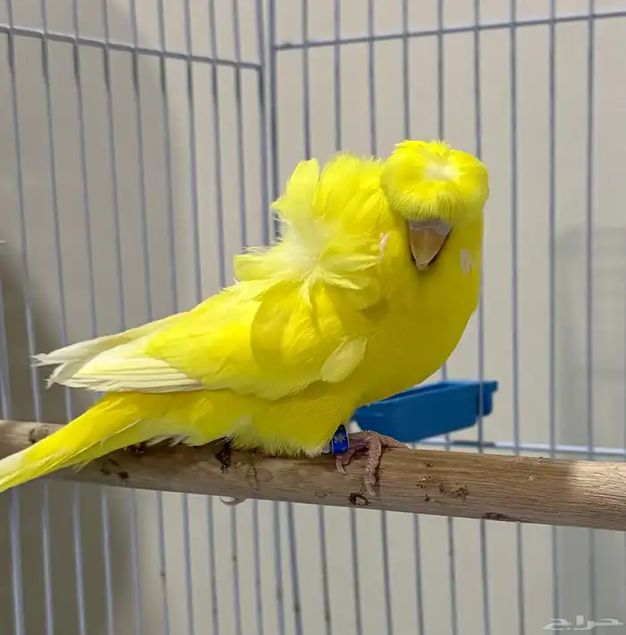 بادجي هوقو لاتينو عيون حمراء 0