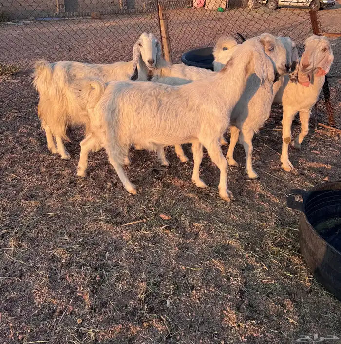 معزا مصريات جم دفيع وحليب 12