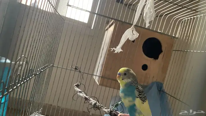 انثى كروان 3