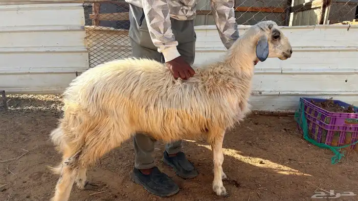 للبيع خروف كفو الكفو سمين 1