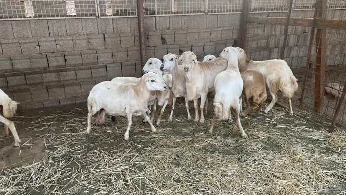 خرفان قهد للبيع التواصل واتس 7