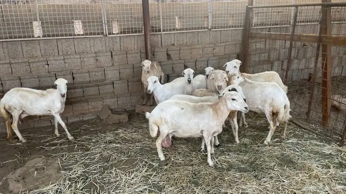 خرفان قهد للبيع التواصل واتس 8