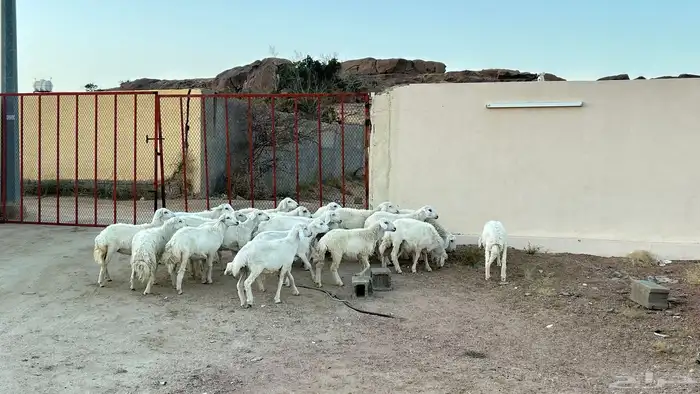 بهم خرفان ورخال سمان وطيبه ونضاف 0