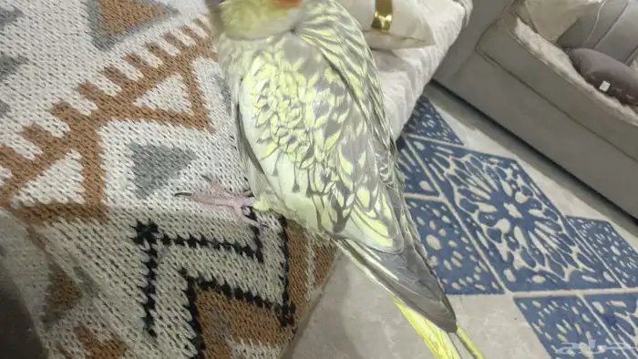 كروان كوكتيل 1